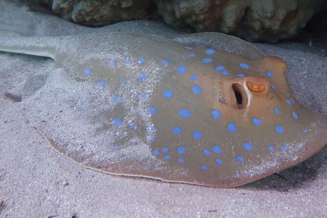 Abu Dabbab Beach Snorkeling: Turtles & Dugong From Marsa Alam