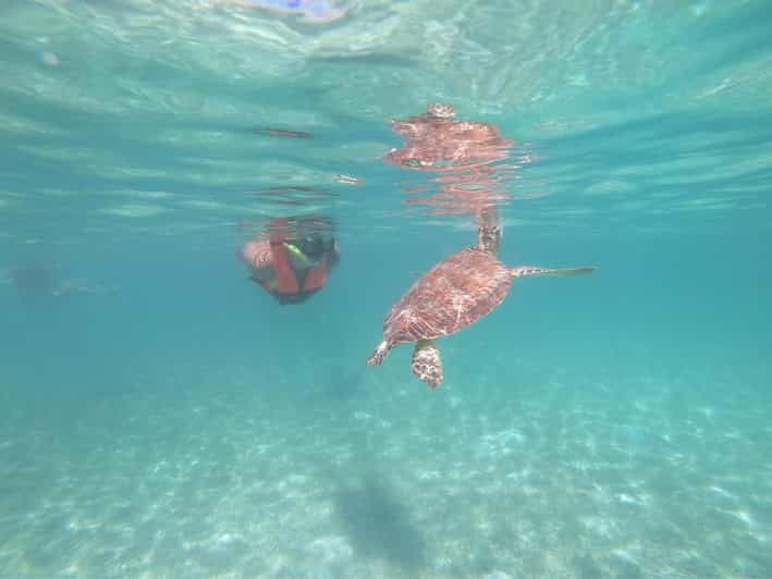Akumal: Snorkeling With Sea Turtles in Private