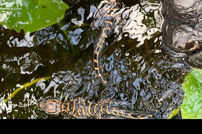 Captain Willy Airboat