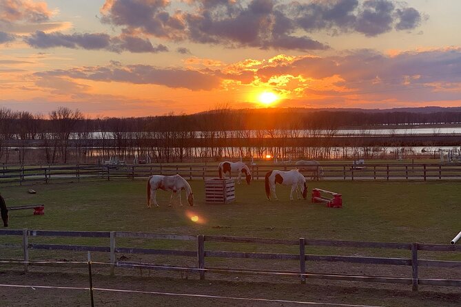 Horseback Rides, Interactions, and Petting Zoo