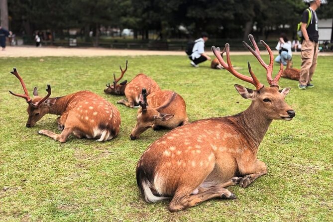 Kyoto/Osaka: Kyoto and Nara Customized Private Guided Tour