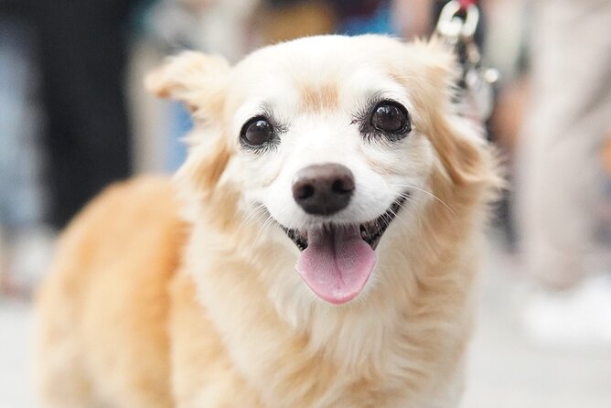 Photo Tour in Asakusa Tokyo