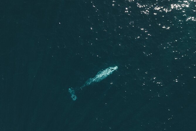 2 Hour Whale Watching Kayak Tour for Two