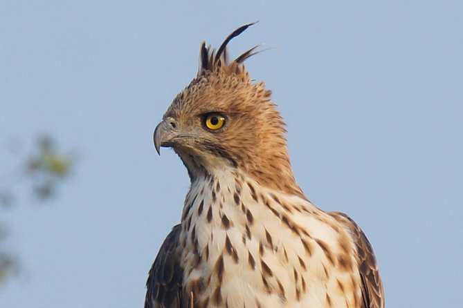 Udawalawe Safari Jeep Tour