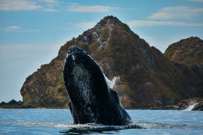 4 Best Dolphin Watching Tours In Central Pacific
