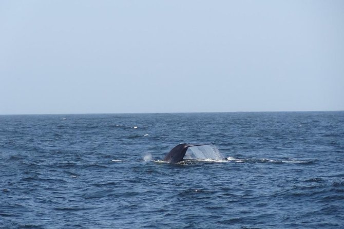 3 Best Dolphin Watching Tours In Bentota