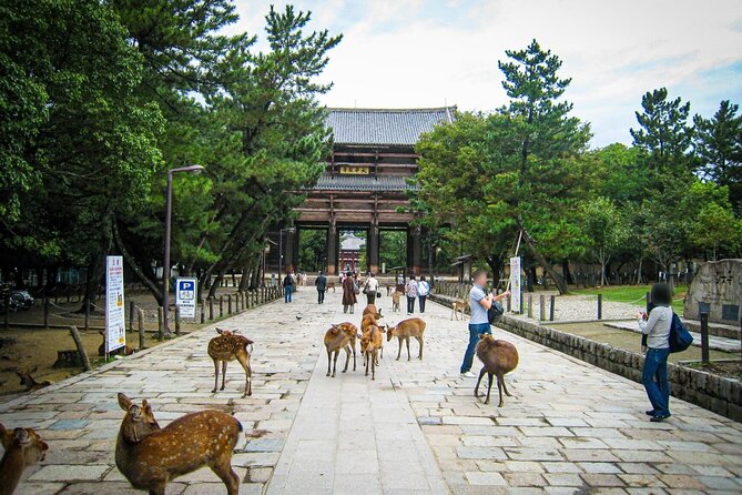 Kansai Region Hiking Adventure in Nara Kobe Kyoto and More - Taking in the Local Culture