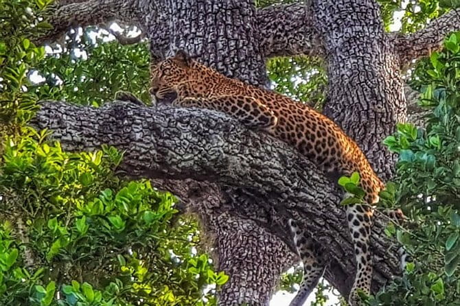 Wilpattu National Park Private Jeep Safari From Colombo & Negombo - FAQs