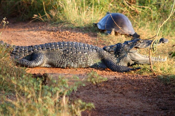 Wilpattu Jeep Safari and Anuradhapura Day Tour From Trincomalee