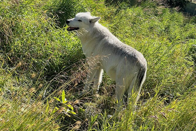 A Guided Alaskan Escape: Wildlife Sanctuary and Glacier Hiking - An In-Depth Look at the Experience
