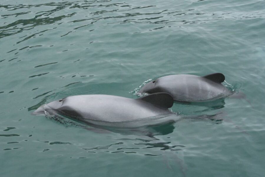 5 Best Dolphin Watching Tours In Akaroa