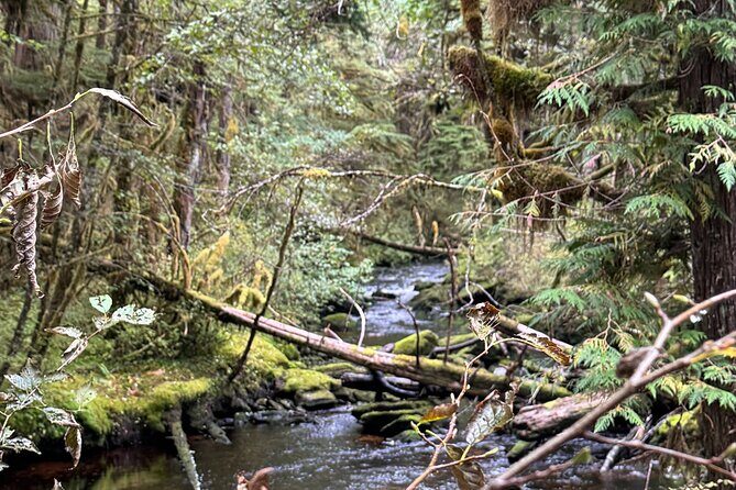 Beautiful Hike on Tongass National Forest's Lunch Creek Trail - Authentic Experiences and Practical Insights