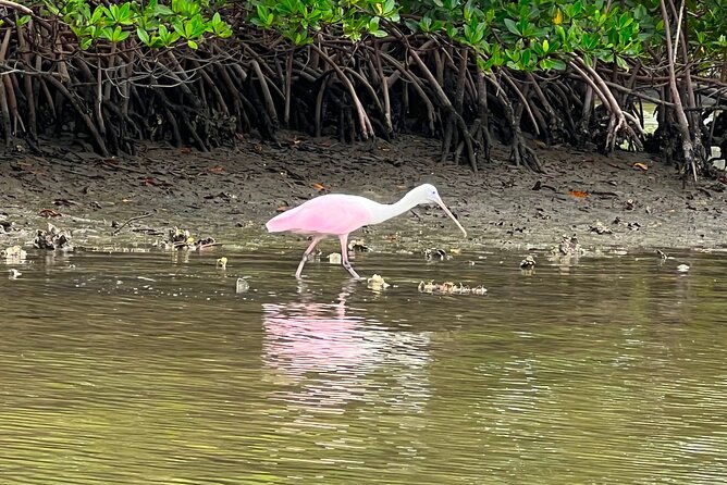 Beginner One Hour Guided Kayaking and SUP Activity - Wildlife and Ecosystem Education