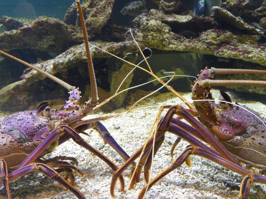 2 Best Dolphin Watching Tours In Bunbury