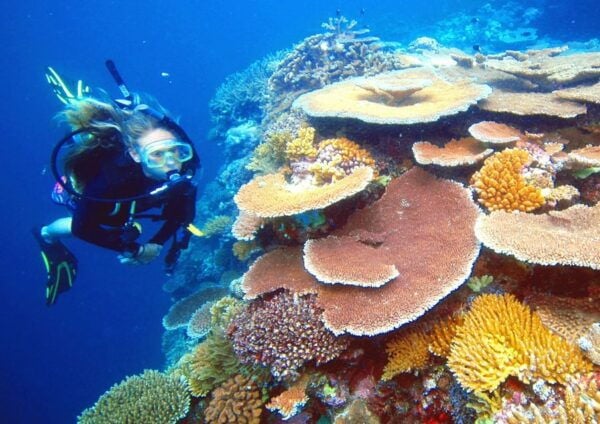 Cairns: Great Barrier Reef Cruise With Water Activities - Wide Range of Water Activities