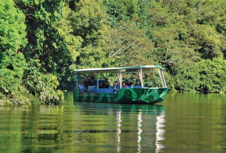Daintree Rainforest: Crocodile & Wildlife River Cruises - Experience