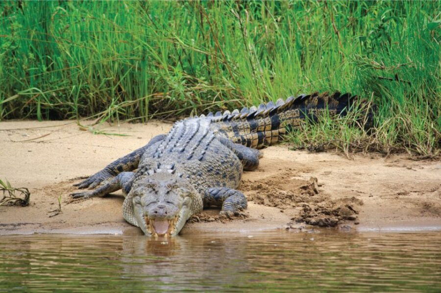 Daintree Rainforest: Crocodile & Wildlife River Cruises