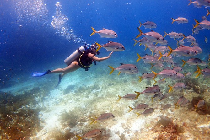 13 Best Scuba Diving Experiences In Cancun