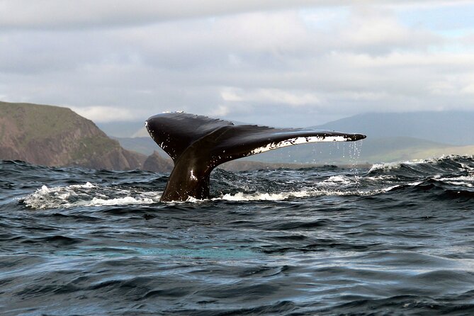 2 Best Dolphin Watching Tours In Dingle