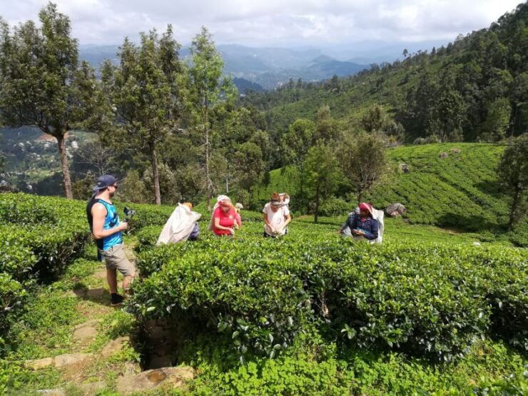 Ella: Tuk-Tuk Safari Day Trip and Tea Fields Hike With Lunch - Activity Details