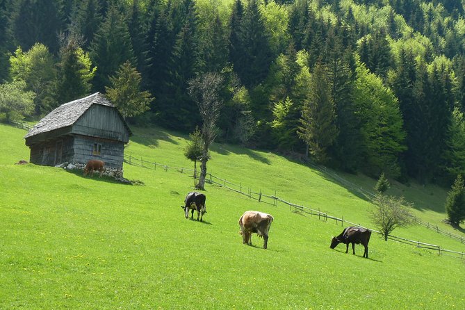 3 Best Guided Tours In Transylvania