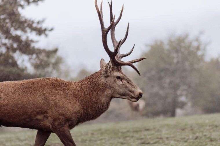 From Split: Magical Plitvice Lakes and Hidden Deer Ranch - Final Thoughts