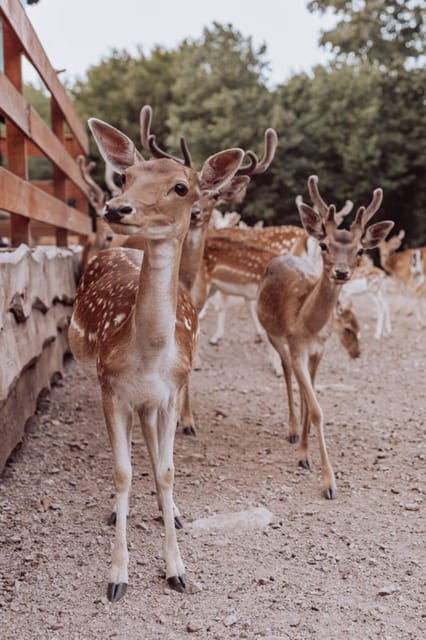 From Split: Magical Plitvice Lakes and Hidden Deer Ranch - FAQ