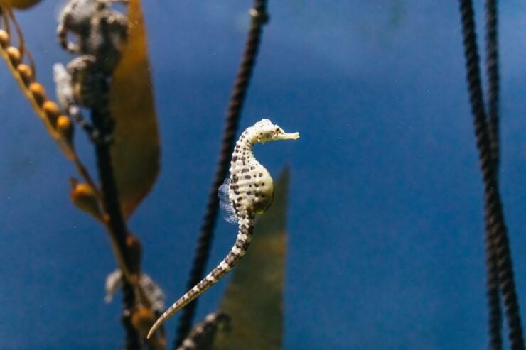 Genoa: Aquarium of Genoa Timeslot Entry Ticket - Ticket Information