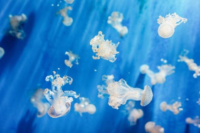 Genoa: Aquarium of Genoa Timeslot Entry Ticket - Full Description of the Aquarium