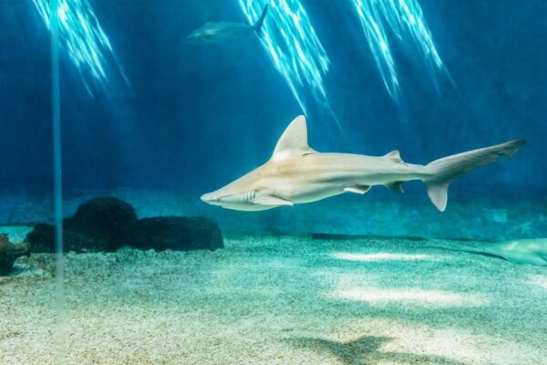 Genoa: Aquarium of Genoa Timeslot Entry Ticket - Common Questions