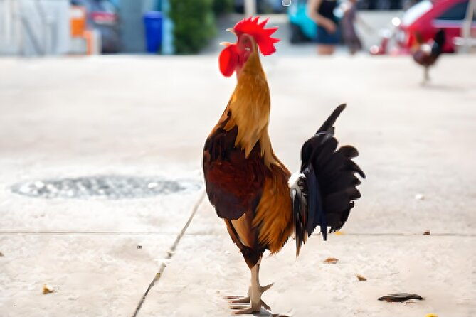 Key West: The Conch Republic Come Alive - Explore Key West’s Historic Sights