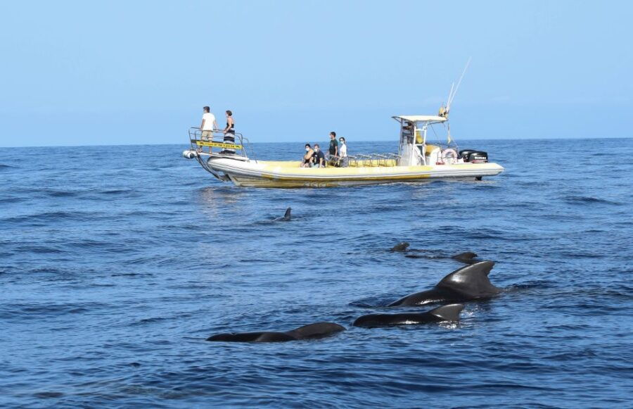 3 Best Dolphin Watching Tours In Los Gigantes