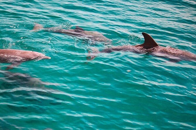 Morning Snorkel & Dolphin Adventure - Who Would Love This Tour?
