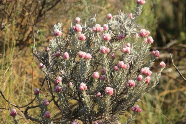 Oudtshoorn: Half-Day Swartberg Pass Private Guided Tour - Practical Details and Why They Matter