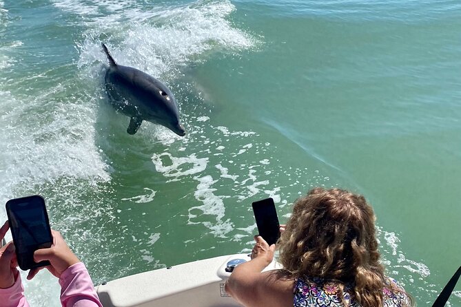 3 Best Dolphin Watching Tours In Naples Florida