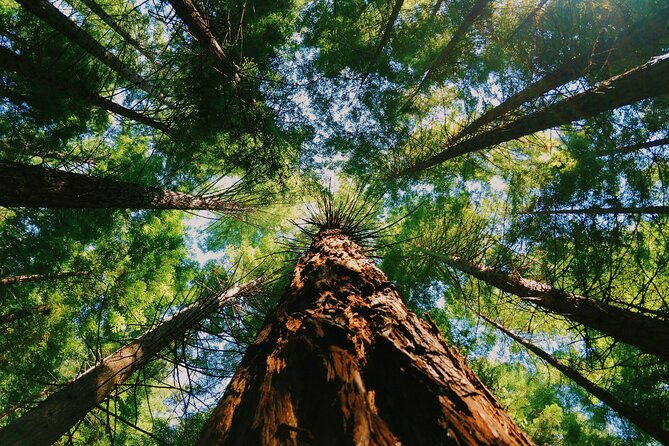 Redwoods Full-day Private Tour and Hike - A Deep Dive into the Redwoods Tour Experience