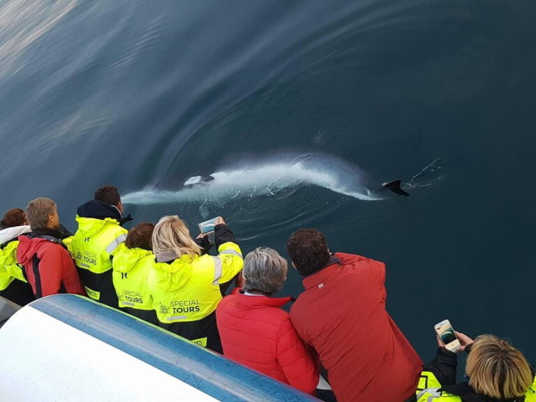 Reykjavík: Whale Watching and Food Lovers Combo - What Makes This Tour Truly Valuable?