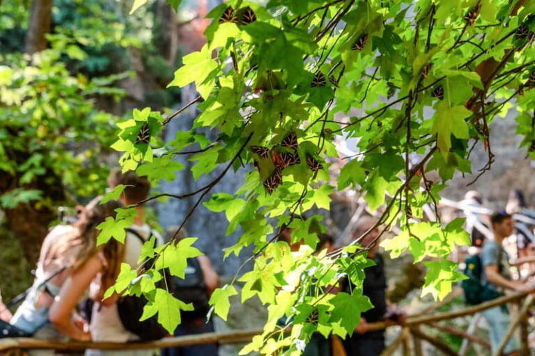 Rhodes: Butterfly Valley Half-Day Bus Trip - Exploring Butterfly Valley: The Itinerary in Detail