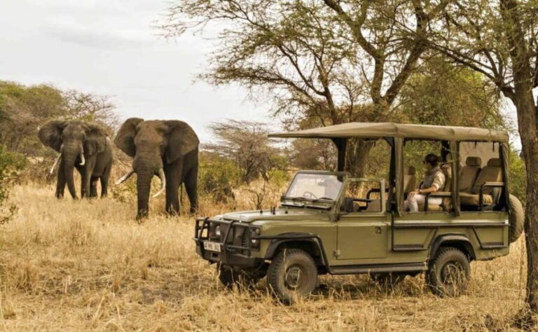 Richards Bay: Hluhluwe Imfolozi Game Reserve Half-Day Tour - Is This Tour Worth It?