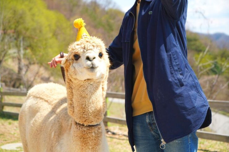 Seoul: Alpaca World, Museum SAN & Luge or Suspension Bridge - Activity Details