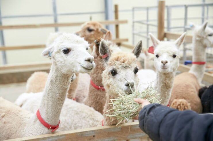 Seoul: Alpaca World, Museum SAN & Luge or Suspension Bridge - Language Options and Flexibility