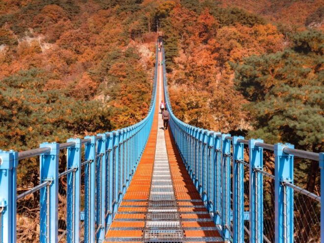 Seoul: Alpaca World, Museum SAN & Luge or Suspension Bridge - Luge or Suspension Bridge: Choose Your Adventure