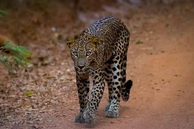 Sigiriya Lion Rock & Dambulla Cave Temple Day Tour From Colombo - Spice Garden: Fragrant Discoveries and Local Industry