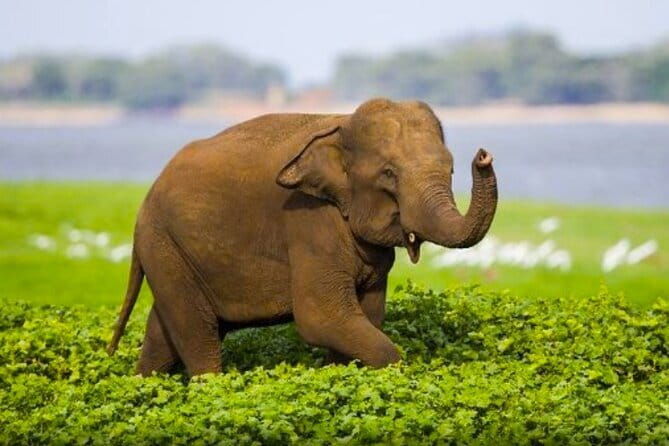 Sigiriya Lion Rock & Dambulla Cave Temple Day Tour From Colombo - Returning to Colombo: A Scenic Drive with Final Insights