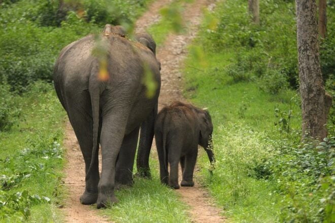Sri Lanka: Western Province Highlights Day Tour and Safari - Highlights of the Tour