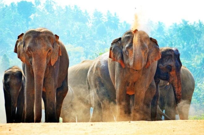 Sri Lanka: Western Province Highlights Day Tour and Safari - Additional Information and Customization Options