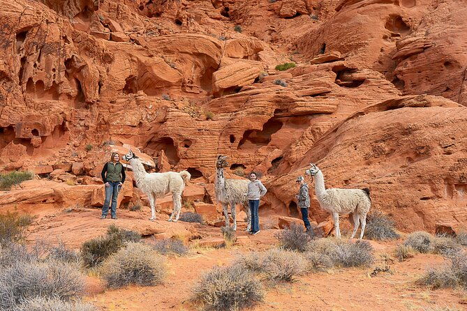 Valley of Fire Llama Hikes - Introduction