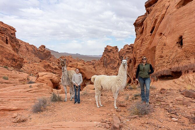 Valley of Fire Llama Hikes - Exploring the Valley of Fire Llama Hikes in Detail