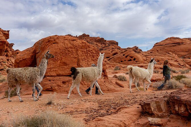 Valley of Fire Llama Hikes - What Reviewers Say