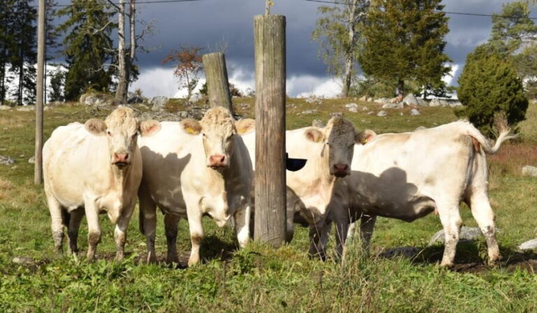 Viking History Half-Day Tour from Stockholm - FAQs